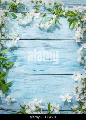 Blühende Kirschbäume Zweig über alten Holztisch. Stockfoto