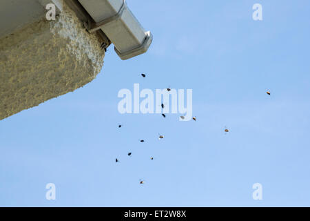 Drohne Baum Hummeln (Bombus Hypnorum) fliegen rund um den Eingang zu ihrem Nest liegt hinter Dachrinnen Stockfoto