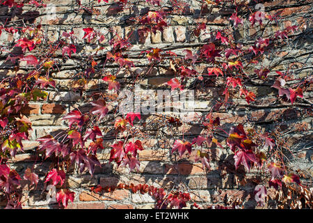 Kletterpflanze auf alten Mauer Ziegel Hintergrund Stockfoto