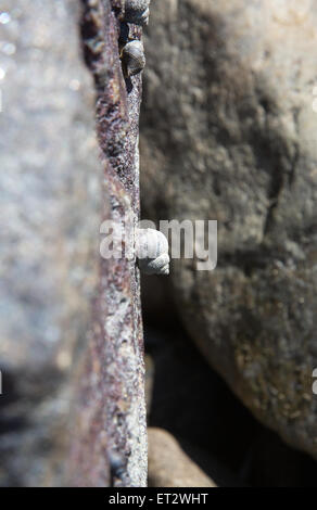 Muscheln leben zwischen den Felsen an einem Strand in Falkenberg, Schweden. Stockfoto