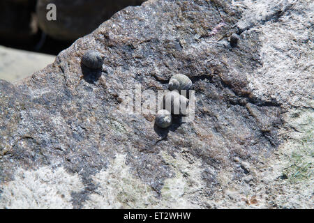 Muscheln leben zwischen den Felsen an einem Strand in Falkenberg, Schweden. Stockfoto