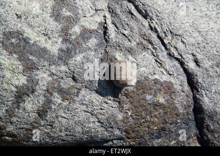 Muscheln leben zwischen den Felsen an einem Strand in Falkenberg, Schweden. Stockfoto