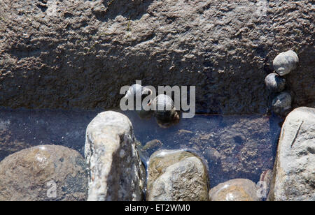 Muscheln leben zwischen den Felsen an einem Strand in Falkenberg, Schweden. Stockfoto