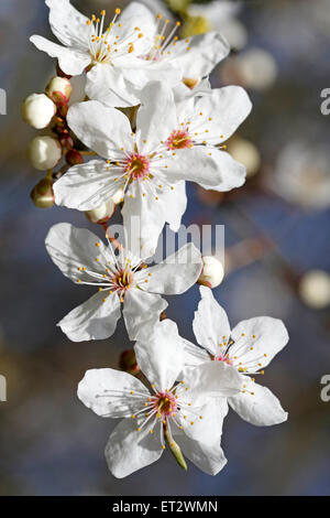 Prunus cerasifera Blumen (flowering cherry) Stockfoto