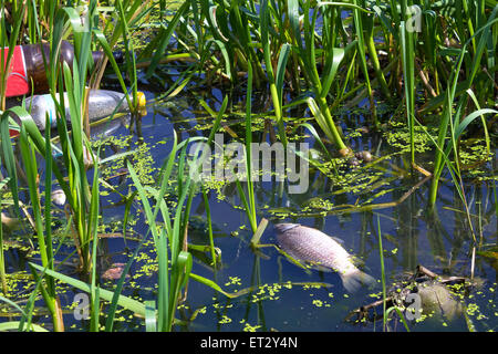 Fisch-Pest Stockfoto