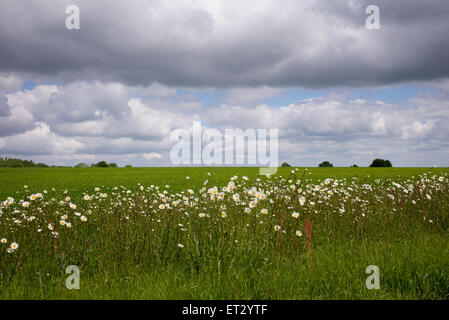 Blumen-Oxeye Gänseblümchen eine Ackerfläche Rand entlang der Kante von einem Weizenfeld in den Cotswolds. England Stockfoto