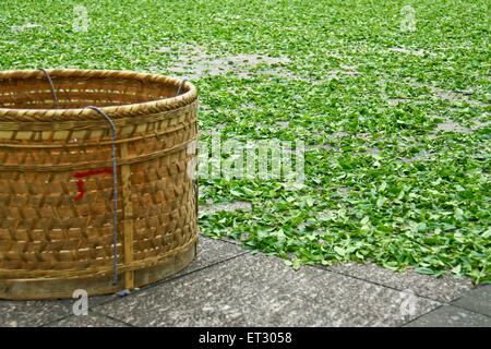 Hong Pao Tee - der teuerste Tee der Welt. Stockfoto