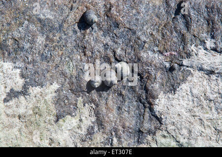 Muscheln leben zwischen den Felsen an einem Strand in Falkenberg, Schweden. Stockfoto