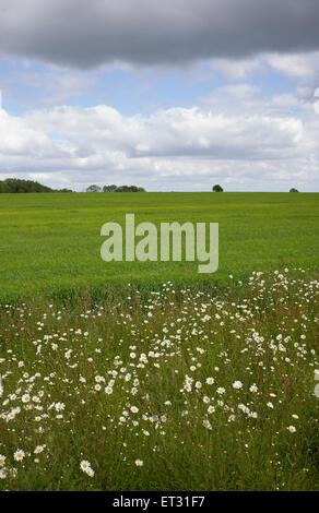 Blumen-Oxeye Gänseblümchen eine Ackerfläche Rand entlang der Kante von einem Weizenfeld in den Cotswolds. England Stockfoto