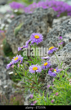 Aster Alpinus Blumen an der Wand ein Steingarten Stockfoto