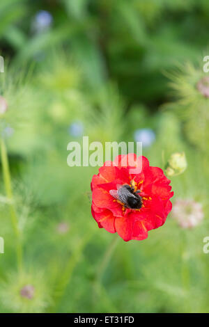 Hummel auf Geum "Frau j Bradshaw" Blume Stockfoto