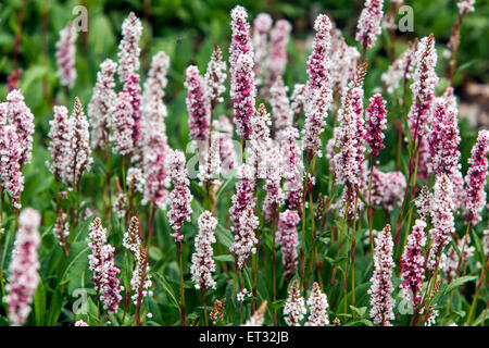 Persicaria Bistorta affinis 'Darjeeling Red', Knotweed june fkowers Stockfoto