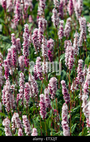 Persicaria Affinis 'Darjeeling Red', Knöterich Stockfoto
