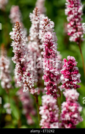 Persicaria Affinis 'Darjeeling Red', Knöterich Stockfoto