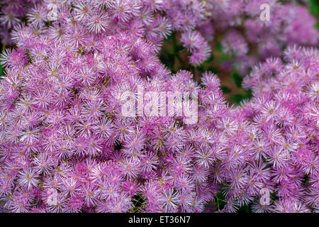 Akelei Wiesenraute Thalictrum aquilegiifolium Stockfoto