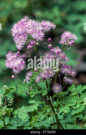 Akelei Wiesenraute Thalictrum aquilegiifolium Stockfoto