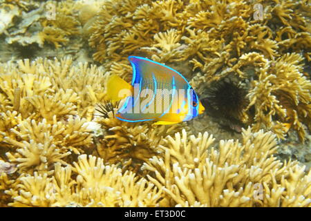Karibischer Riff Fische Unterwasser, juvenile Königin Kaiserfisch, Holacanthus ciliaris Stockfoto