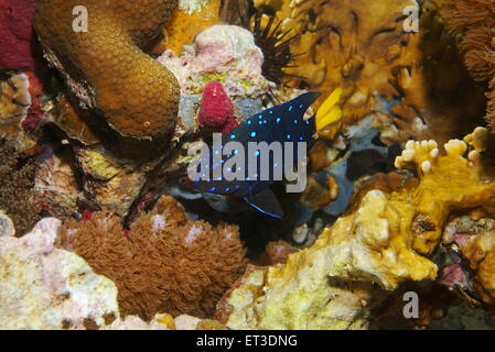 Karibischer Riff Fische Unterwasser, Yellowtail Riffbarsche in Zwischenphase, Microspathodon chrysurus Stockfoto