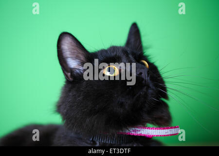 Detailansicht einer schwarze Hauskatze mit langen Haaren vor einem grünen Hintergrund Stockfoto