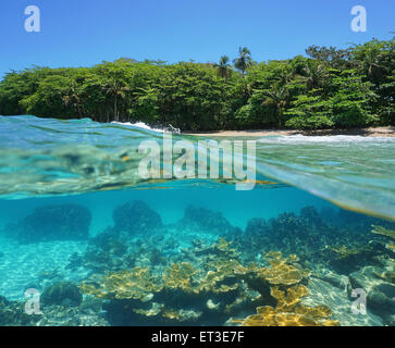 Split image-die Hälfte über und unter Wasser von einem tropischen Strand mit üppiger Vegetation und Korallen unter der Oberfläche, Karibik, Kosten Stockfoto