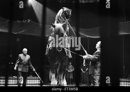 Harry Belli Reiten Tiger Fahrer Sam, ein Pferd in der Belle-Vue-Zirkus. Timmy ist ein ausgewachsener Tiger aus Bengalen die Hauptattraktion im Zirkus. Manchester, 22. Dezember 1969. Stockfoto