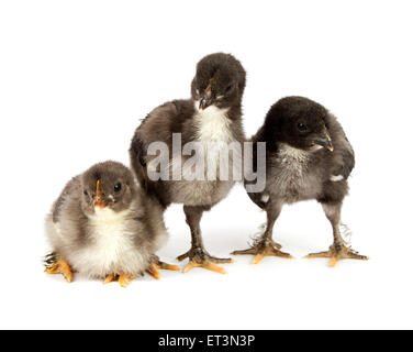 Drei schwarze Hühner oder Küken aus Marans züchten, Poule de Marans auf weißem Hintergrund Stockfoto