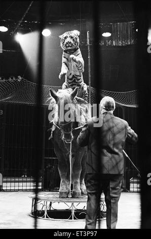 Harry Belli Reiten Tiger Fahrer Sam, ein Pferd in der Belle-Vue-Zirkus. Timmy ist ein ausgewachsener Tiger aus Bengalen die Hauptattraktion im Zirkus. Manchester, 22. Dezember 1969. Stockfoto