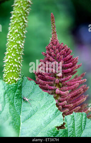Riesige Gunnera manicata bekannt als brasilianische Riese-Rhabarber, Riese Rhabarber oder Dinosaurier Nahrung, Blütenstand ornamentalen Rhabarber Stockfoto