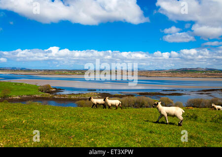 Frühjahr Lämmer in Ardara County Donegal, Irland Stockfoto