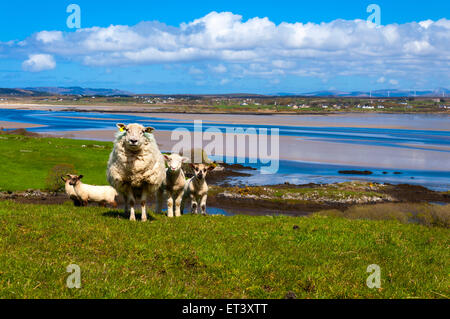 Frühjahr Lämmer und Ewe in Ardara County Donegal, Irland Stockfoto