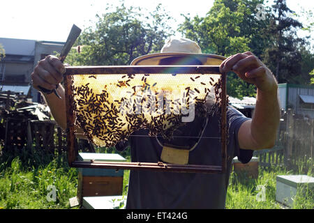 Berlin, Deutschland, Berufsimker steuert eine Brutwabe ein Bienenvolk Stockfoto