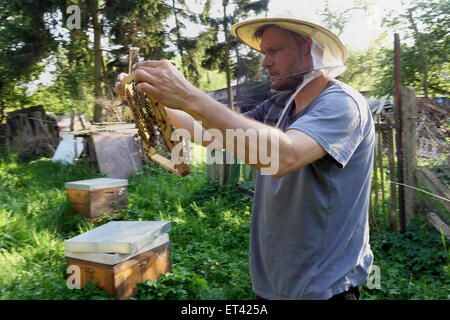 Berlin, Deutschland, Berufsimker steuert eine Honigwabe sein Bienenvolk Stockfoto