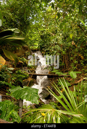 Ein Wasserfall im Regenwald Biome im Eden Project, Cornwall, England, Großbritannien. Stockfoto