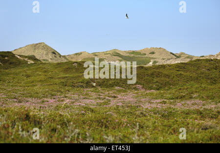 Sylt, Deutschland, Duenenlandschaft in Rantum Stockfoto