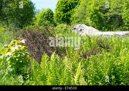 Spulen des ursprünglichen Stacheldraht vom ersten Weltkrieg im Niemandsland, deutsche Bunker im Hintergrund, Hartmannswillerkopf, Frankreich Stockfoto