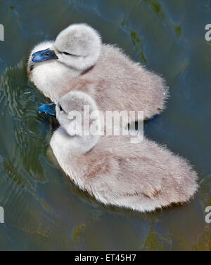 Paar Cygnets Höckerschwan (Cygnus Olor), Abbotsbury Swannery, Dorset, England Stockfoto