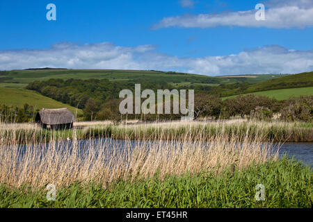 Abbotsbury Swannery, Dorset, England Stockfoto