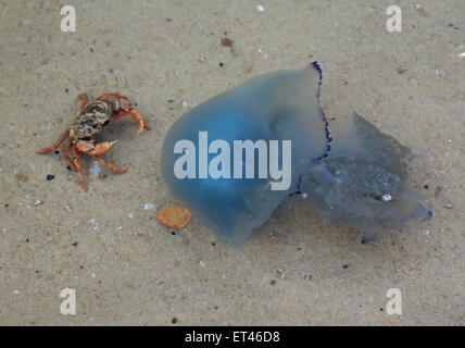 Liste, Deutschland, gemeinsame Strand Krabben und blau Quallen in der Nordsee Stockfoto