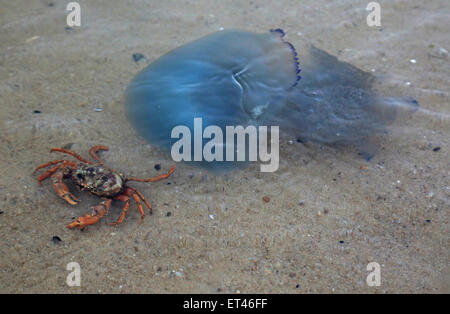 Liste, Deutschland, gemeinsame Strand Krabben und blau Quallen in der Nordsee Stockfoto