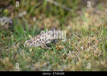 (Epidalea calamita Natterjack toad) Stockfoto