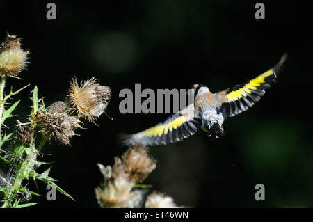 Europäische Stieglitz auf Distel Pflanze im Sommer Stockfoto