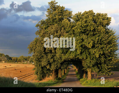 Alt Kätwin, Deutschland, flankiert von hohen Laubbaeumen Landstrasse Stockfoto