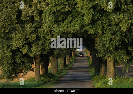 Alt Kätwin, Deutschland, Auto fahren mit Tagfahrlicht entlang einer Allee Stockfoto