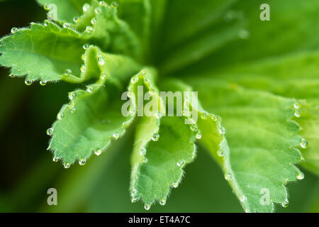 Tau-Tropfen am Rand des Damen Mantel - Alchemilla Mollis - Blatt Stockfoto