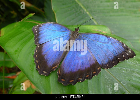 Morpho Peleides Schmetterling auf Blatt Stockfoto