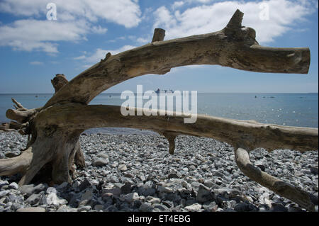 Ein toter Baum ist auf der Kreide Küste von Jasmund National Park in der Nähe von Sassnitz auf der Insel Rügen, Deutschland, 11. Juni 2015 abgebildet. Das Tourismusbüro des Koenigsstuhl National Park hat eine Warnung auf Kreide Erdrutsche verursacht durch starke Regenfälle im Frühjahr und anschließende Erosion. Foto: STEFAN SAUER/dpa Stockfoto