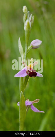 Biene Orchidee, Ophrys Apifera Huds. Stockfoto