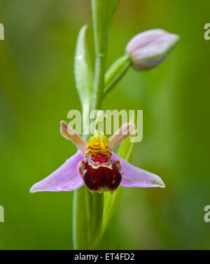 Biene Orchidee, Ophrys Apifera Huds. Stockfoto