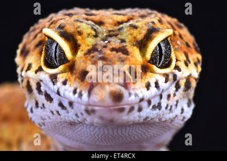 Leopardgecko (Eublepharis Macularius) Stockfoto