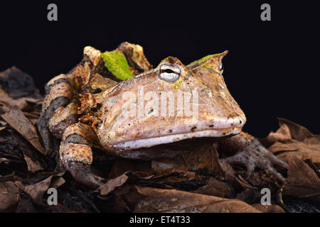 Amazonas gehörnten Frosch (Ceratophrys Cornuta) Stockfoto